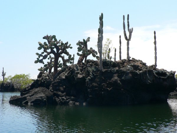 115- Jardin de cactus 